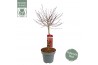 Acer palmatum shaina Acer palm. Shaina C14 laagstam40 cm cm stam