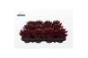 Echeveria agavoides Echeveria Agavoides Paint Bordeaux Red1 bl.