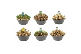 Bol/knolgewassen Bollenmix 35cm schaal, mix per laag