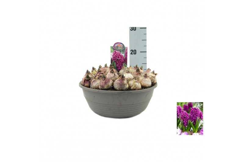 Hyacinthus miss saigon Hyacinthus Miss Saigon 20 bl. pot vol per pot 