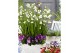 Leucojum aestivum Leucojum Aestivum Gravetye Giant pot vol per pot 