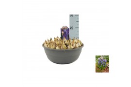 Muscari lindsay Muscari Lindsay pot vol per pot