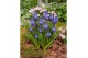 Muscari lindsay Muscari Lindsay pot vol per pot 