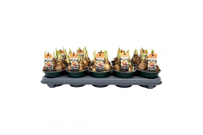 Narcissus Narcissus Ice King grootbloemig 3 per pot 