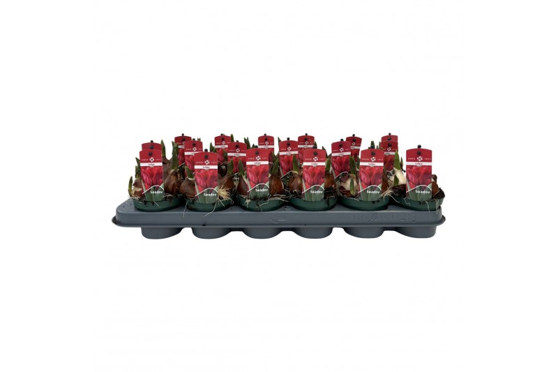 Tulipa Tulp Seadov 3 per pot 