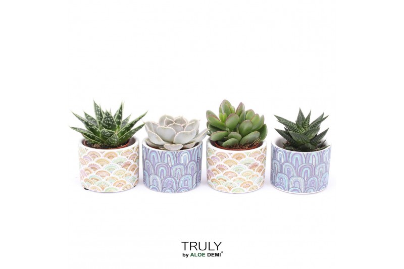 Succulenten TRULY Succulent, Happy 1 pp 