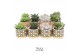 Succulenten TRULY Succulent, Retro 1 pp 