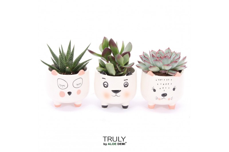 Succulenten TRULY Succulent, Animal White 1 pp 