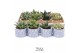 Succulenten TRULY Succulent, Wave 1 pp 