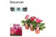 Gerbera flori line paars Gerbera 2+bl. 12cm paars (div. kleurtinten) m 