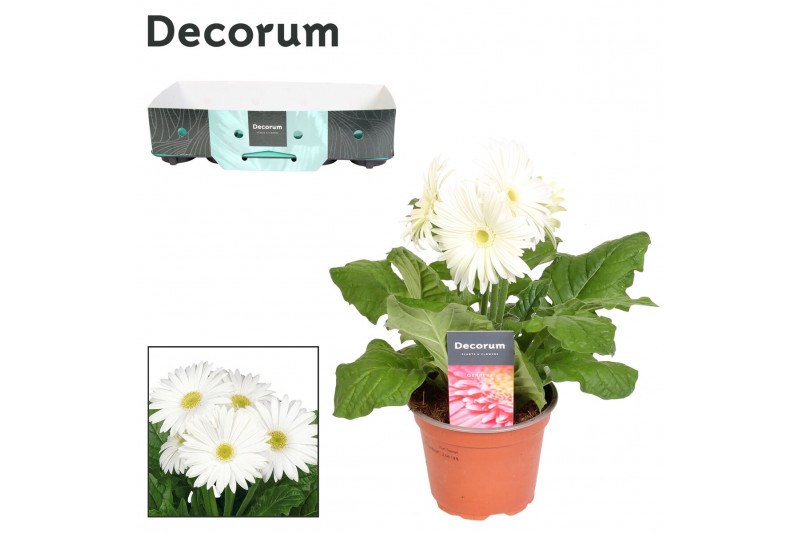 Gerbera flori line wit Gerbera 2+bl. wit met kraag Decorum 2 bl. 500 