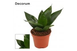 Sansevieria trifasciata hahnii Sansevieria Hahnii 6 cm Black Jade (Dec