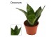 Sansevieria trifasciata hahnii Sansevieria Hahnii 6 cm Green Hahnii (D 