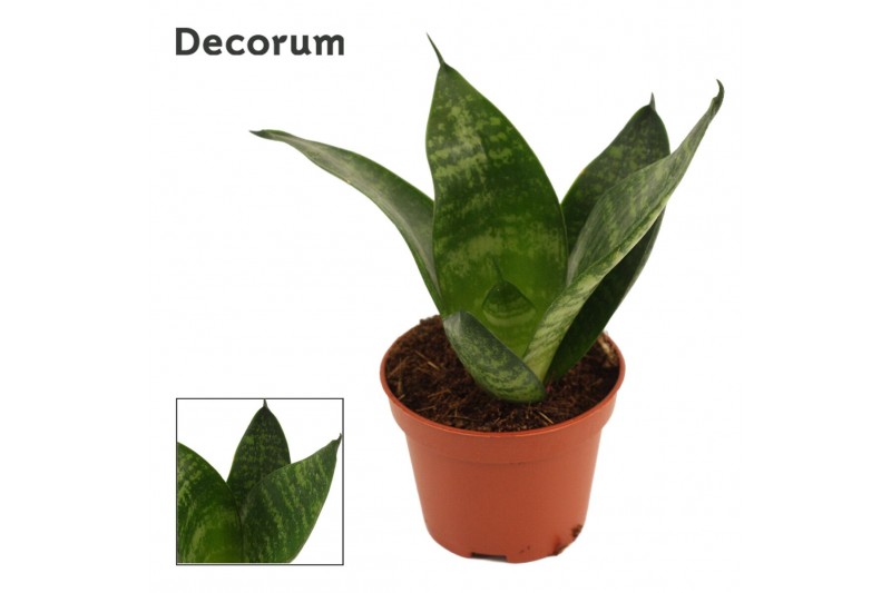 Sansevieria trifasciata hahnii Sansevieria Hahnii 6 cm Green Hahnii (D 