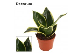Sansevieria trifasciata hahnii Sansevieria Hahnii 6 cm Jade Pagoda (De
