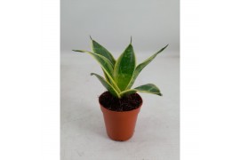 Sansevieria trifasciata hahnii Sansevieria Hahnii 6 cm Super Hahnii(De