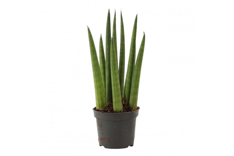 Sansevieria cylindrica Sansevieria Cylindrica 6 cm Rocket 