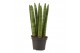 Sansevieria cylindrica Sansevieria Cylindrica 6 cm Straight 
