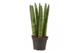 Sansevieria cylindrica Sansevieria Cylindrica 6 cm Straight