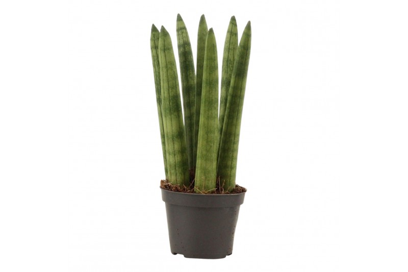 Sansevieria cylindrica Sansevieria Cylindrica 6 cm Straight 