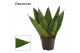 Sansevieria zeylanica Sansevieria Zeylanica Fan 6 cm (Decorum) 