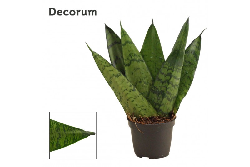 Sansevieria zeylanica Sansevieria Zeylanica Fan 6 cm (Decorum) 