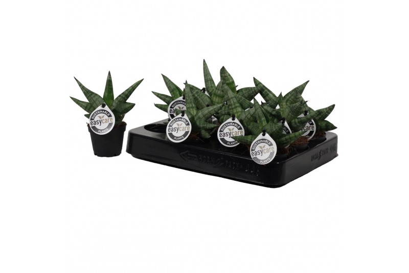 Sansevieria cylindrica boncel Sansevieria Boncellensis 6 cm 