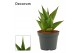 Sansevieria Sansevieria Temple crown 6 cm (Decorum) 
