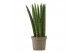 Sansevieria cylindrica Sansevieria Cylindrica 9 cm Straight 