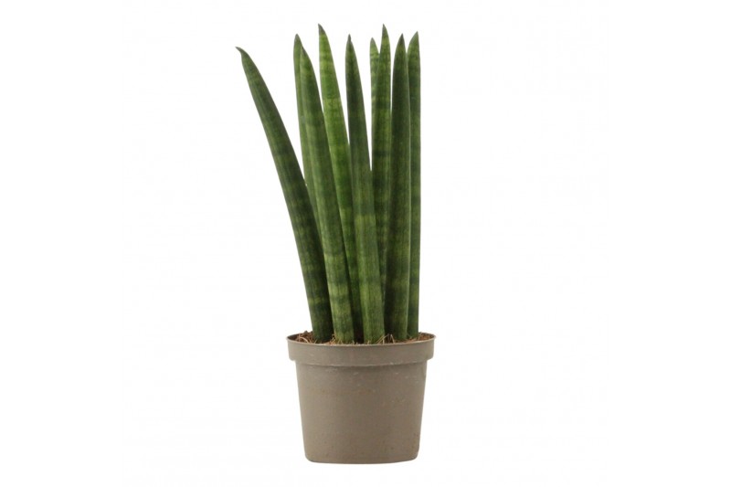 Sansevieria cylindrica Sansevieria Cylindrica 9 cm Straight 