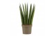 Sansevieria cylindrica Sansevieria Cylindrica 9 cm Fan 