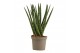 Sansevieria cylindrica Sansevieria Cylindrica 9 cm Spaghetti 