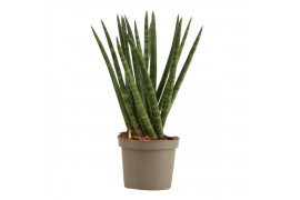 Sansevieria cylindrica Sansevieria Cylindrica 9 cm Spaghetti