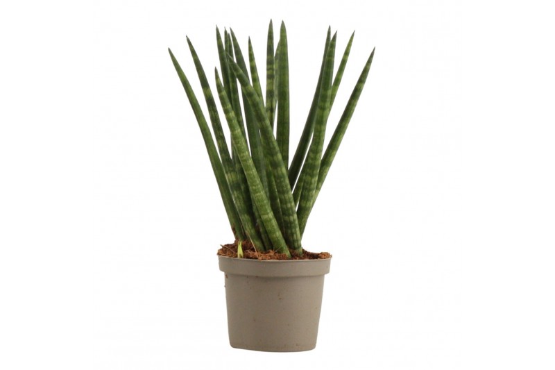Sansevieria cylindrica Sansevieria Cylindrica 9 cm Spaghetti 