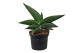 Sansevieria ehrenbergii samurai Sansevieria Samurai 9 cm 