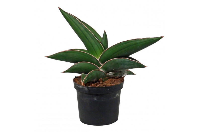 Sansevieria ehrenbergii samurai Sansevieria Samurai 9 cm 