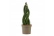 Sansevieria cylindrica Sansevieria Cylindrica 9 cm Braid 