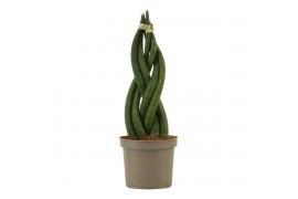 Sansevieria cylindrica Sansevieria Cylindrica 9 cm Braid
