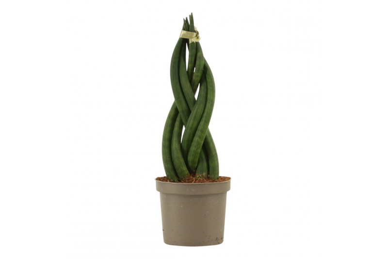 Sansevieria cylindrica Sansevieria Cylindrica 9 cm Braid 