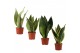 Sansevieria trifasciata Sansevieria Super Mix 9 cm 