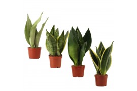 Sansevieria trifasciata Sansevieria Super Mix 9 cm