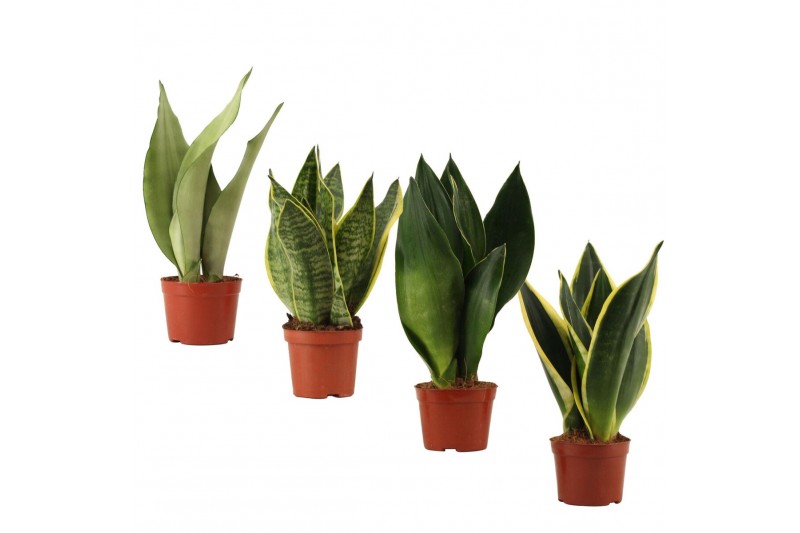 Sansevieria trifasciata Sansevieria Super Mix 9 cm 