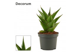 Sansevieria Sansevieria Temple Crown 9 cm (Decorum)