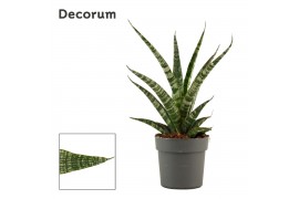 Sansevieria Sansevieria Tiger Crown 12 cm (Decorum)