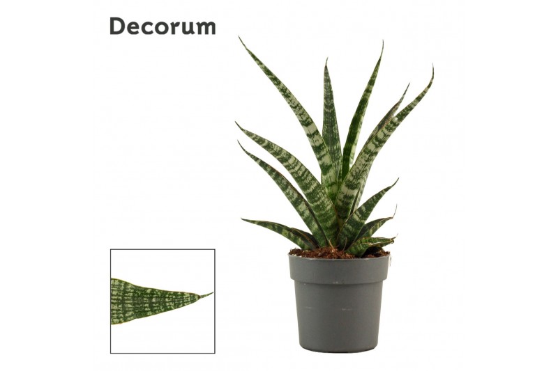 Sansevieria Sansevieria Tiger Crown 12 cm (Decorum) 