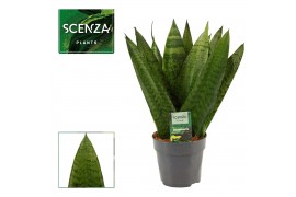 Sansevieria zeylanica Sansevieria Zeylanica Fan 12 cm