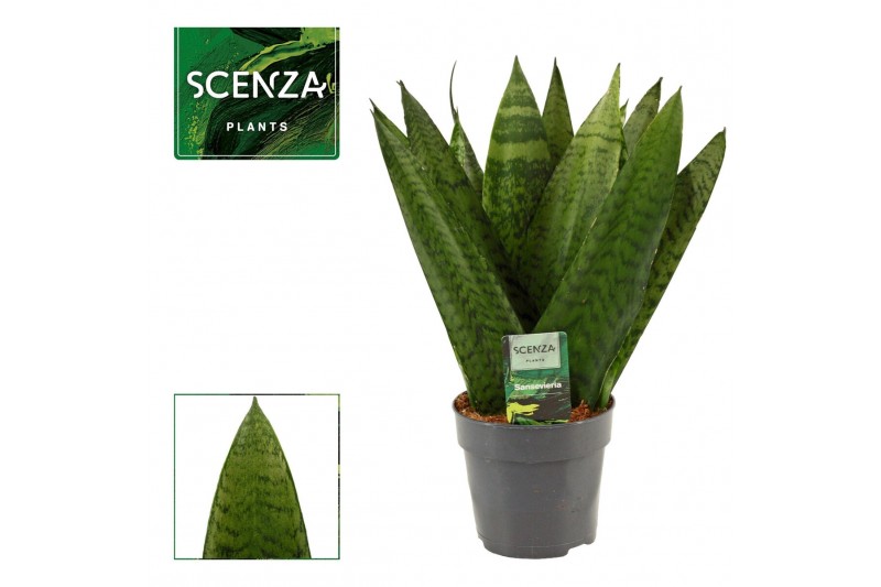Sansevieria zeylanica Sansevieria Zeylanica Fan 12 cm 