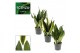 Sansevieria trifasciata Sansevieria Super Mix 14 cm 