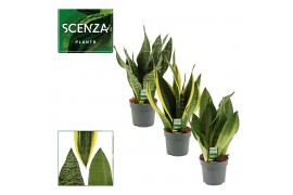 Sansevieria trifasciata Sansevieria Super Mix 14 cm
