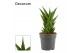Sansevieria Sansevieria Temple Crown 12 cm (Decorum) 